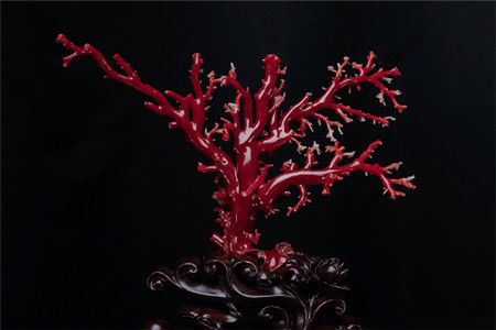 红珊瑚鉴别技巧，鉴别红珊瑚2分钟就搞定