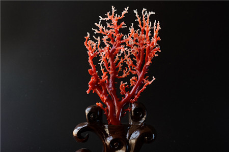 红珊瑚图片—红珊瑚饰品欣赏！