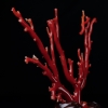 天然日本牛血红珊瑚原枝摆件-红掌柜