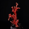 阿卡珊瑚摆件-红掌柜