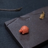 MOMO橘色珊瑚长寿龟背云-红掌柜