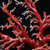 日本红珊瑚原枝摆件-红掌柜