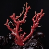 珊瑚原枝摆件-红掌柜