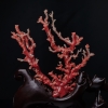 日本阿卡珊瑚原枝摆件-红掌柜