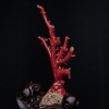 天然日本珊瑚原枝摆件-红掌柜