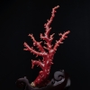 日本阿卡珊瑚原枝摆件-红掌柜