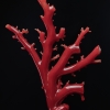 日本天然阿卡珊瑚原枝摆件-红掌柜