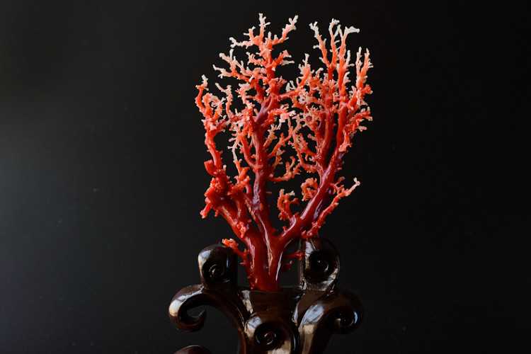 红珊瑚图片—红珊瑚饰品欣赏！-第5张图片-趣盘玩