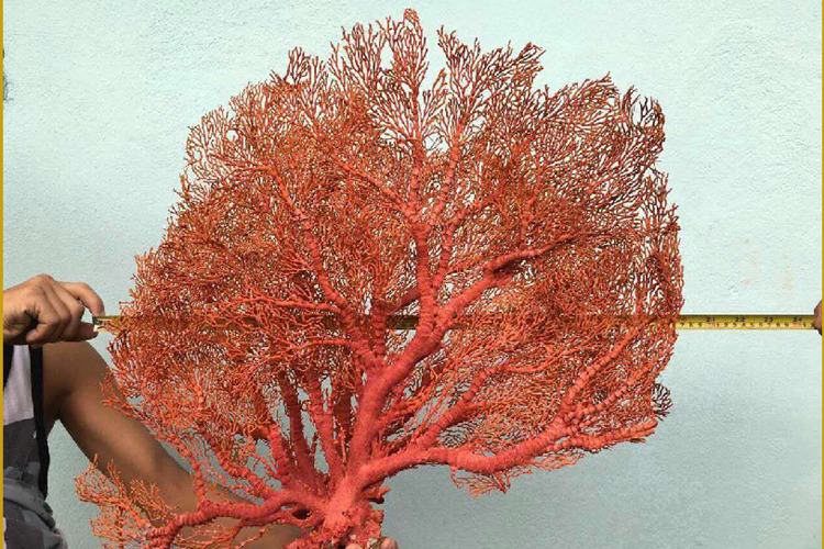 草珊瑚和红珊瑚的区别？红珊瑚为什么那么贵-第4张图片-趣盘玩