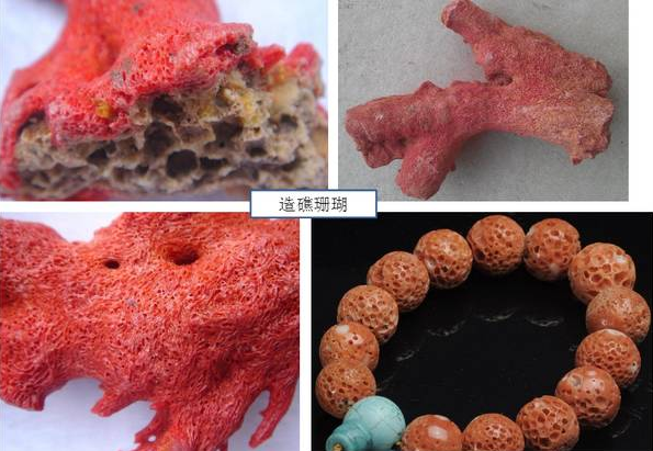 天然红珊瑚怎样鉴别？市场上有哪些造假红珊瑚