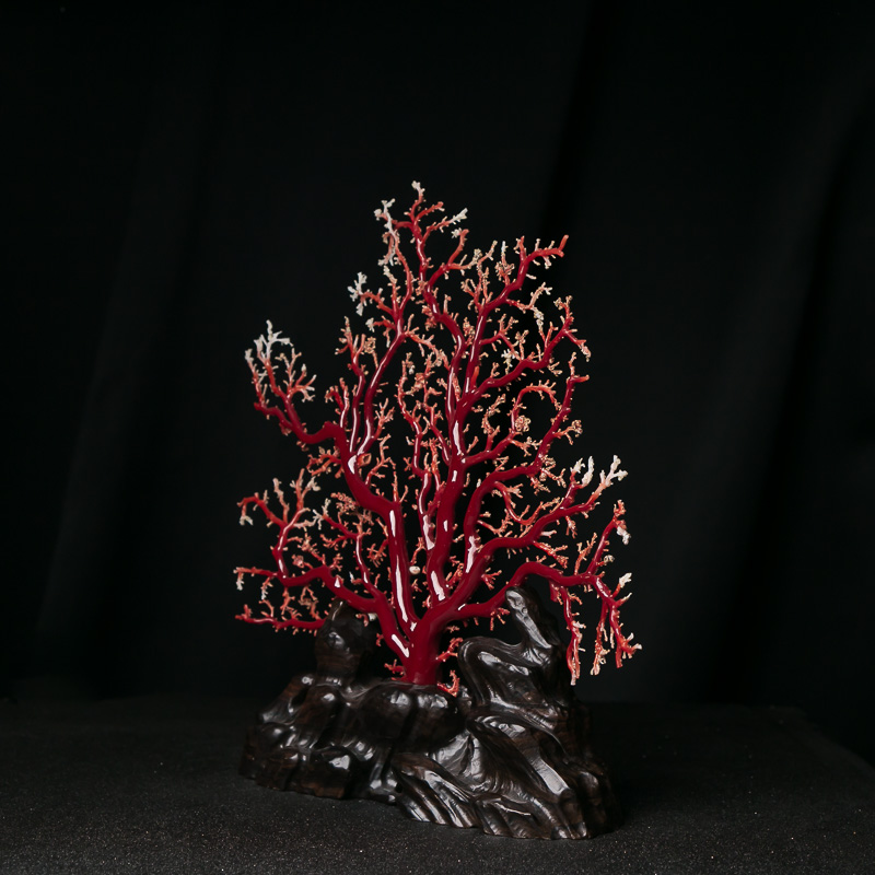 牛血红珊瑚原枝摆件-红掌柜