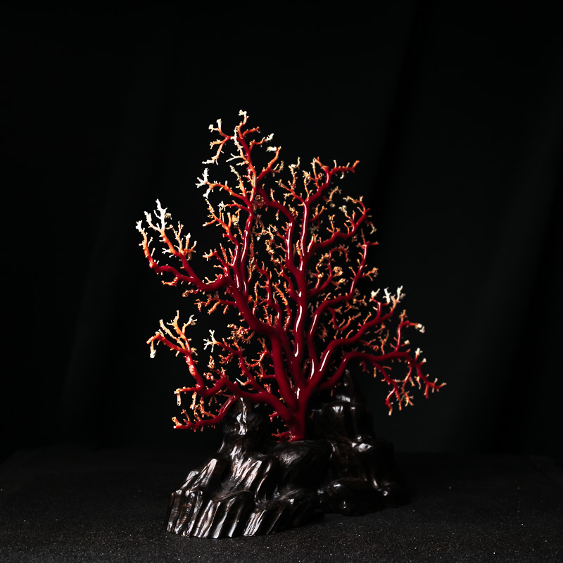 阿卡珊瑚原枝摆件-红掌柜