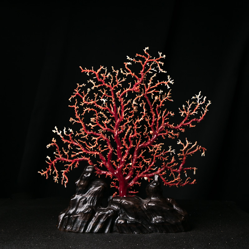 红珊瑚原枝摆件-红掌柜