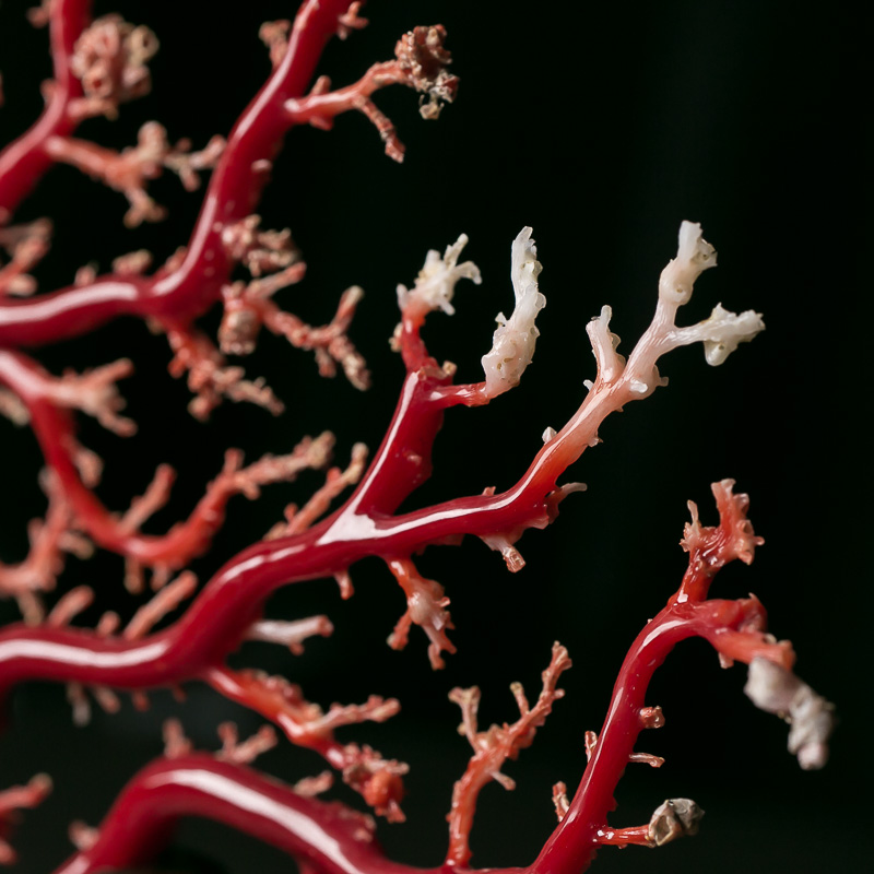 天然红珊瑚原枝摆件-红掌柜