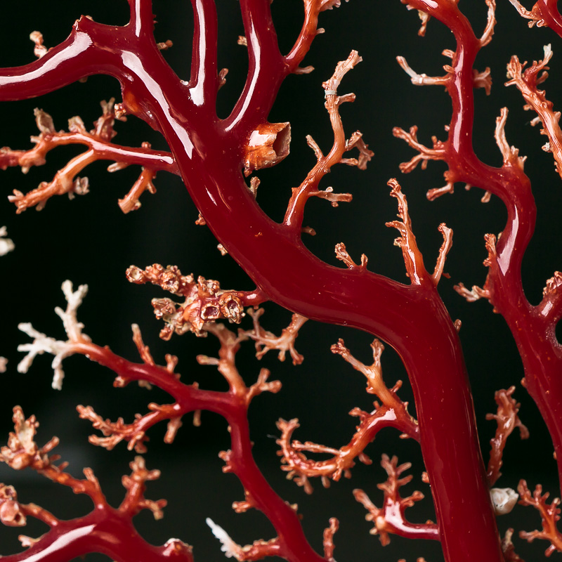 日本珊瑚原枝摆件-红掌柜