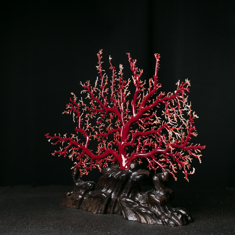 牛血红珊瑚原枝摆件-红掌柜