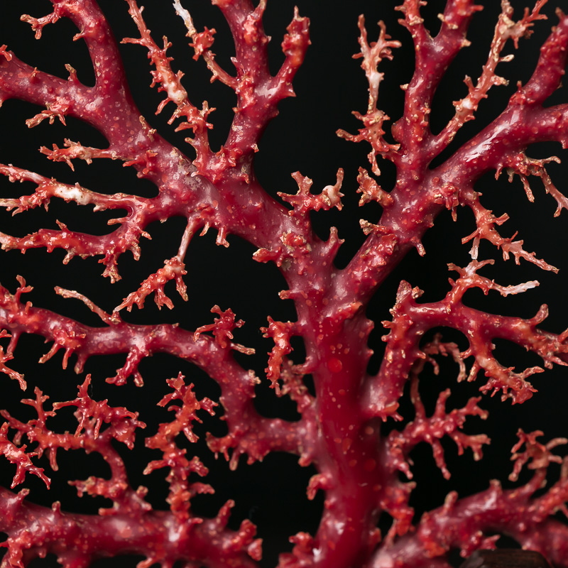 天然珊瑚原枝摆件-红掌柜