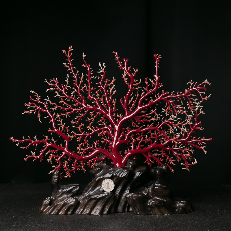 阿卡牛血红珊瑚原枝摆件-红掌柜