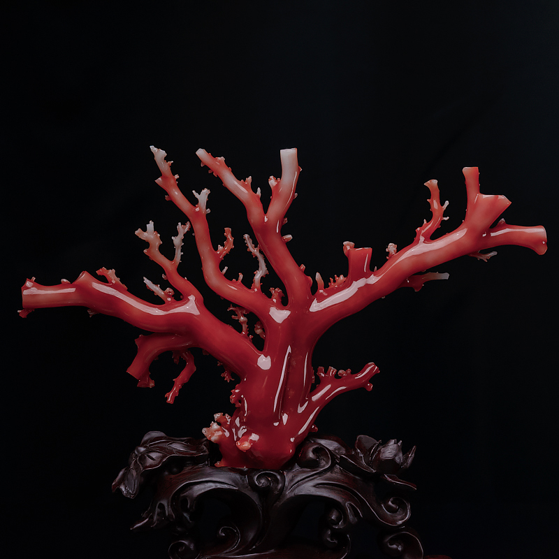 正红珊瑚原枝摆件-红掌柜