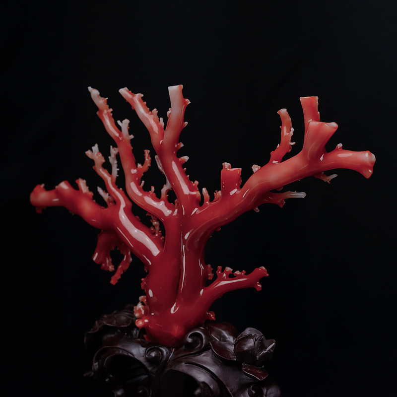 阿卡珊瑚原枝摆件-红掌柜