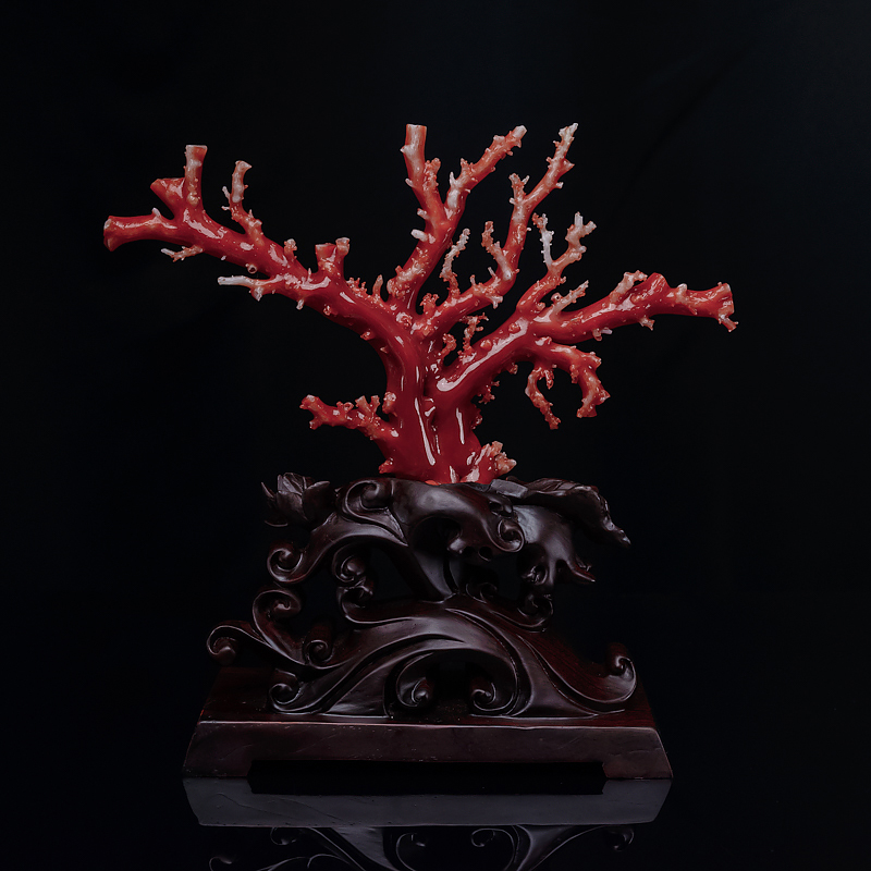 红珊瑚原枝摆件-红掌柜