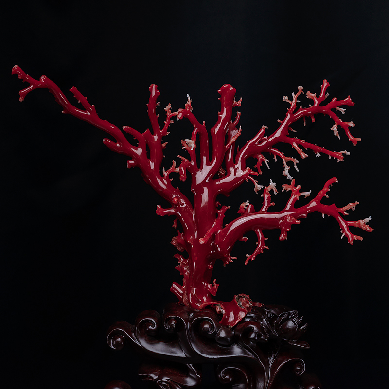 深红珊瑚原枝摆件-红掌柜