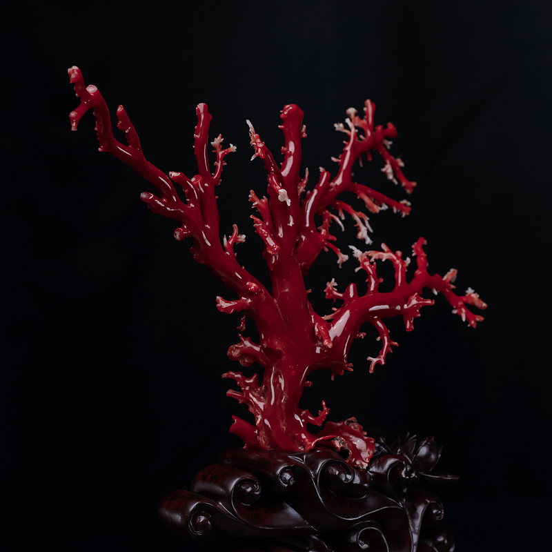 阿卡深红珊瑚摆件-红掌柜
