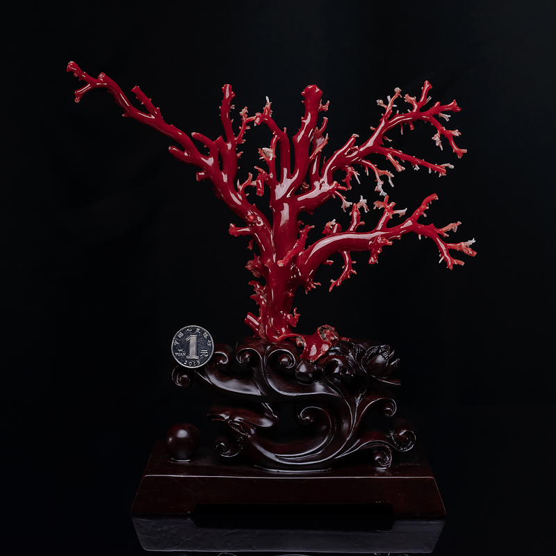 阿卡红珊瑚摆件-红掌柜