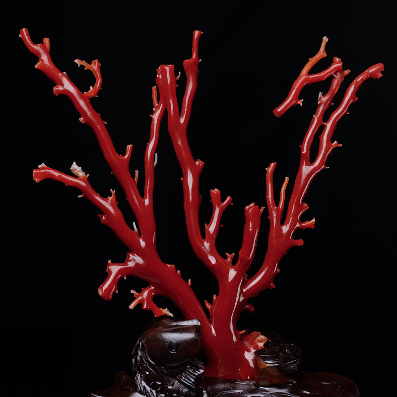 天然日本阿卡牛血红珊瑚摆件-红掌柜
