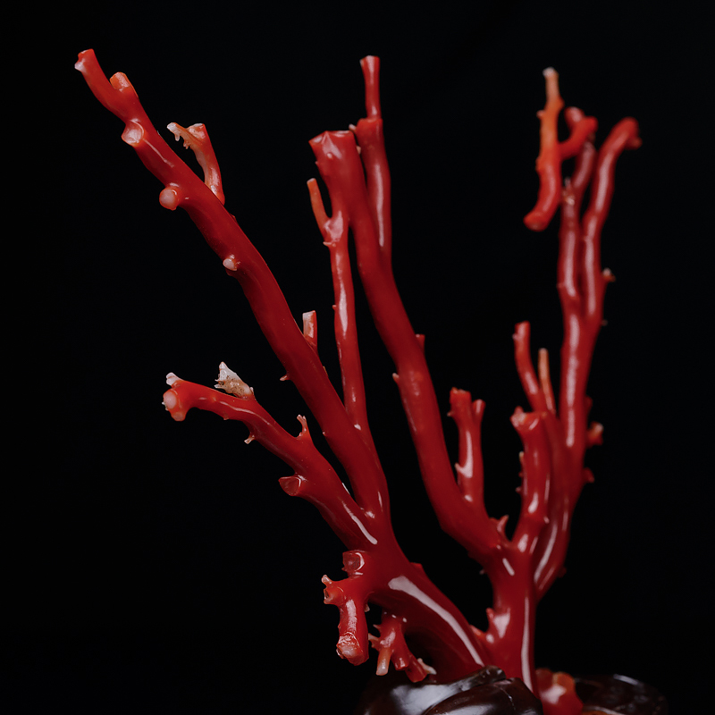 天然日本牛血红珊瑚原枝摆件-红掌柜