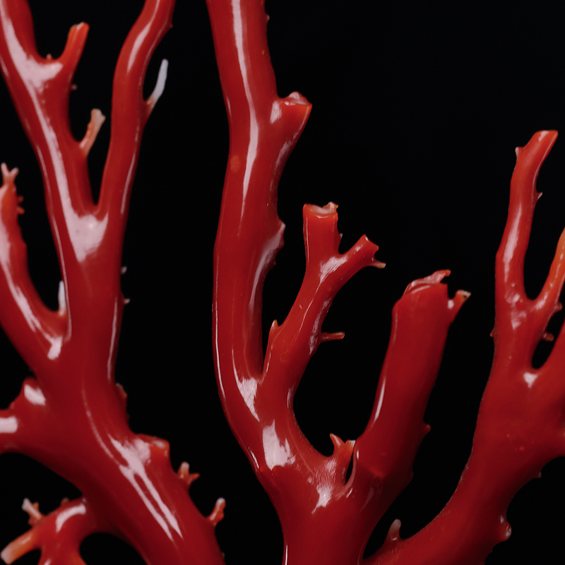 日本阿卡牛血红珊瑚原枝摆件-红掌柜