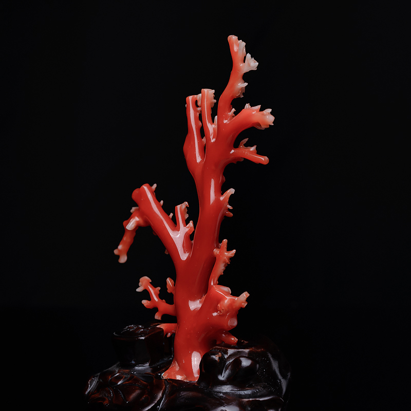 珊瑚原枝摆件-红掌柜