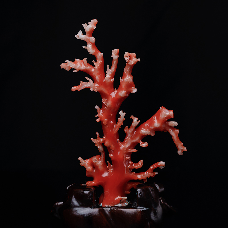珊瑚摆件-红掌柜