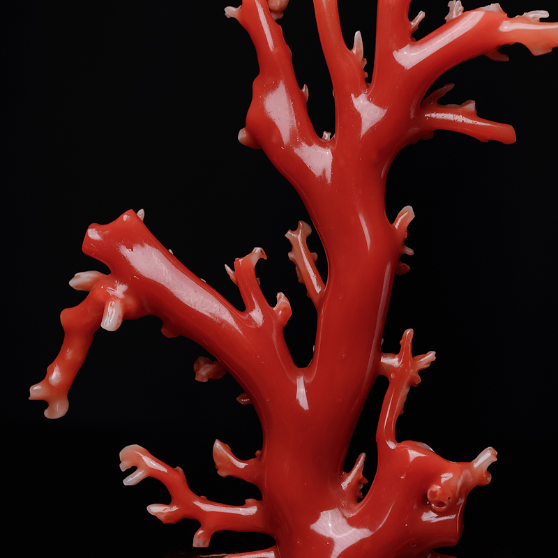 阿卡珊瑚原枝-红掌柜