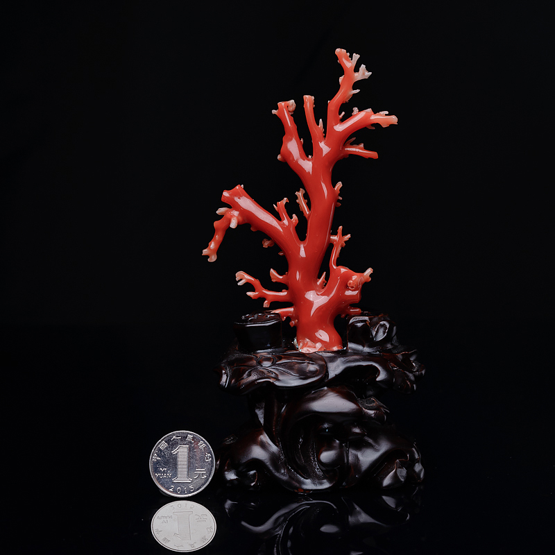珊瑚原枝-红掌柜