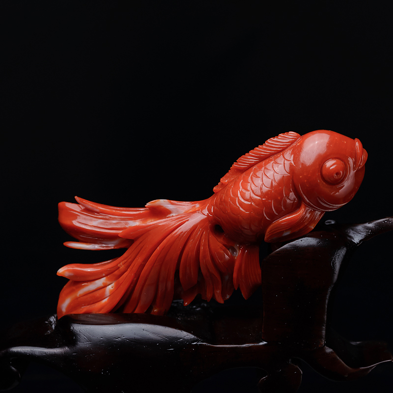 日本阿卡珊瑚金鱼摆件-红掌柜