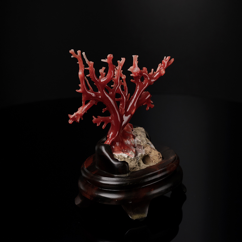 阿卡珊瑚树枝摆件-红掌柜