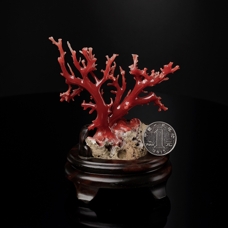 阿卡珊瑚摆件-红掌柜