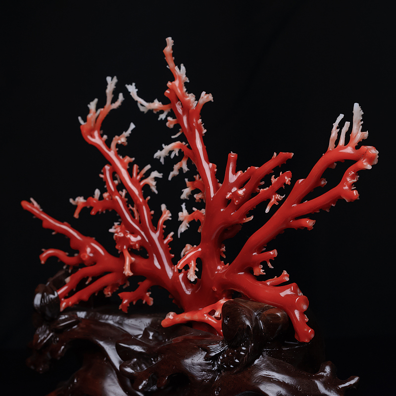 阿卡红珊瑚原枝摆件-红掌柜