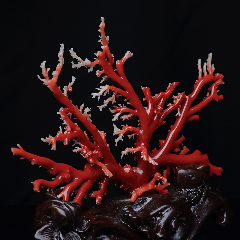 红珊瑚摆件的收藏价值高吗，怎么挑选红珊瑚雕件？
