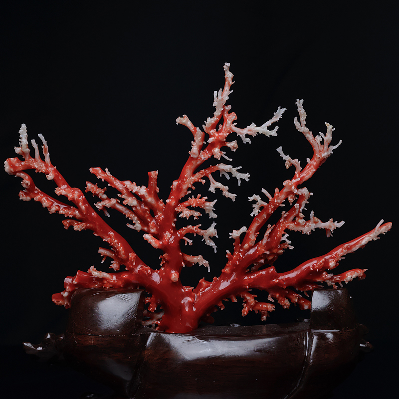 天然红珊瑚原枝摆件-红掌柜