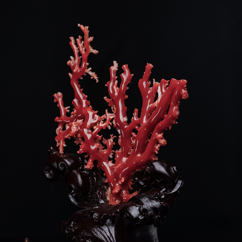 阿卡珊瑚摆件-红掌柜