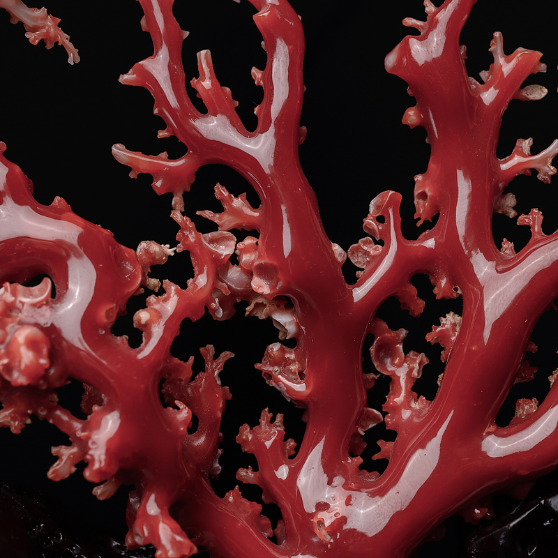 天然阿卡珊瑚摆件-红掌柜