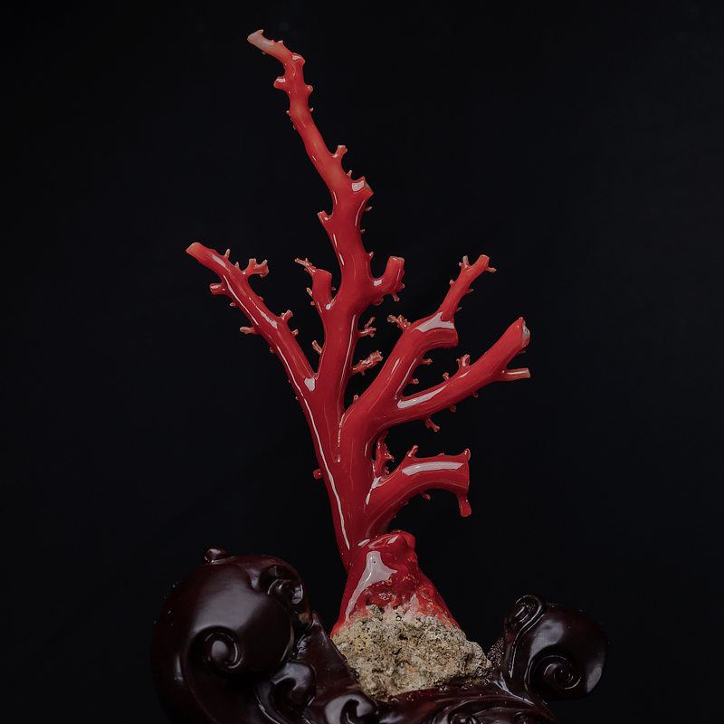 日本天然珊瑚原枝摆件-红掌柜