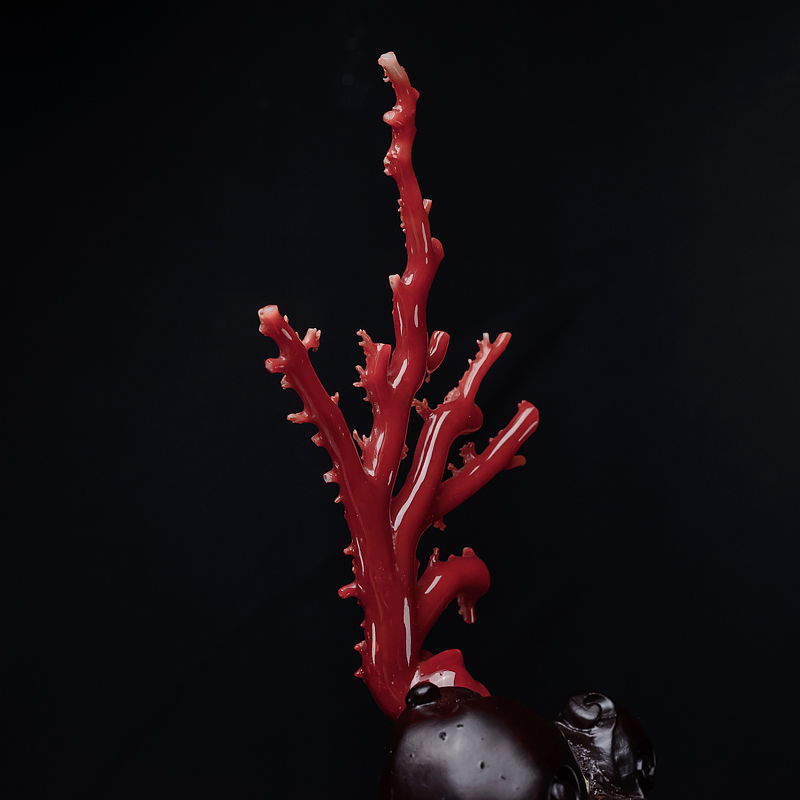 天然阿卡珊瑚原枝摆件-红掌柜