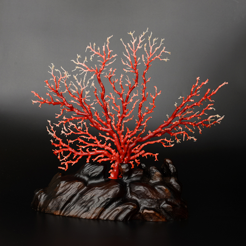 阿卡珊瑚-红掌柜