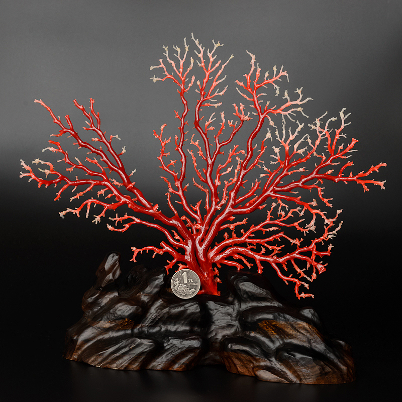 天然珊瑚树枝摆件-红掌柜
