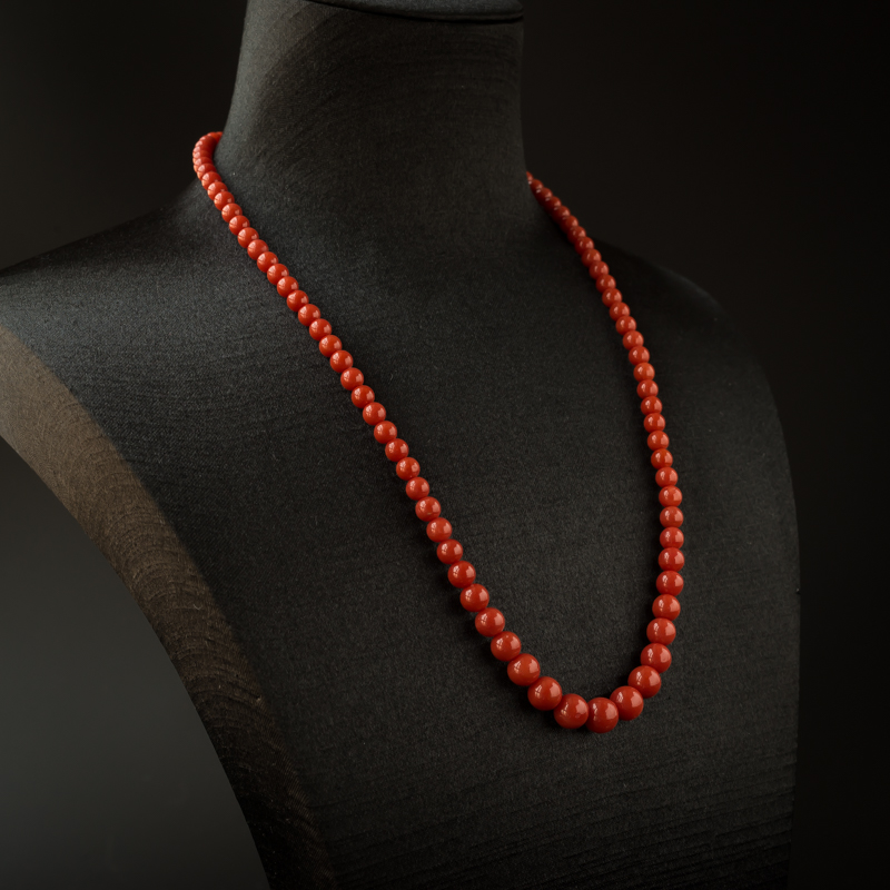 沙丁红珊瑚-红掌柜