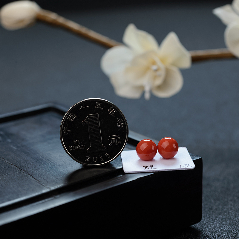 天然沙丁珊瑚 - 红掌柜