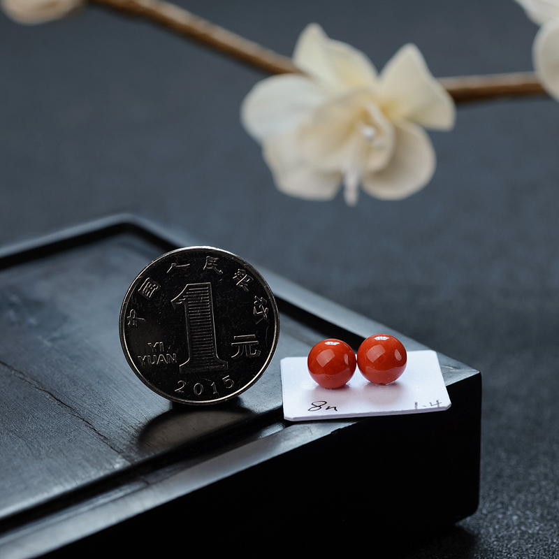 天然沙丁珊瑚 - 红掌柜